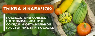 Как подобрать растения, которые дополняют друг друга и помогают увеличить  урожай Agro Market