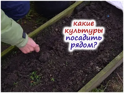 Совместимость посадки: что с чем сажать на огороде - Agro-Market