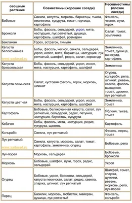 Можно ли сажать в теплице помидоры и огурцы вместе - отзывы, советы