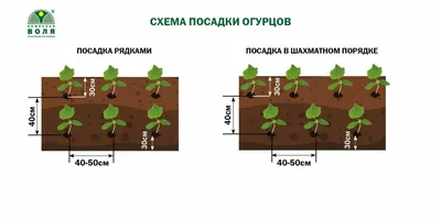 Огурцы в теплице из поликарбоната