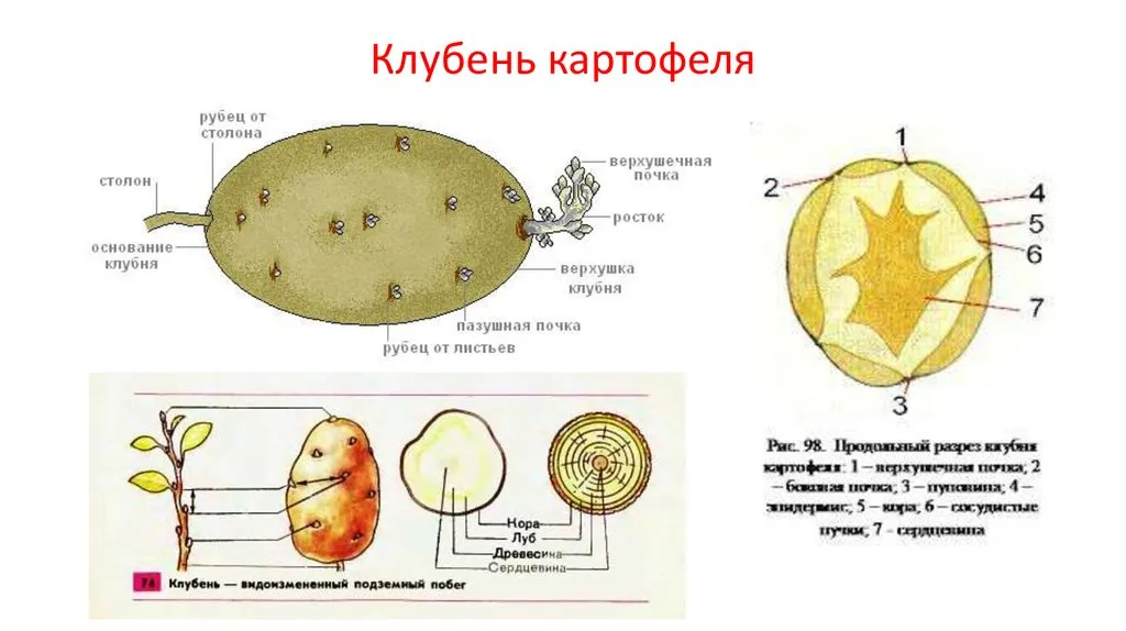 Осевое строение картофеля