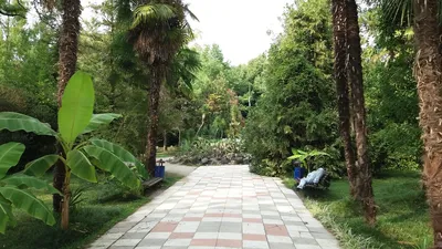 Рукотворный лес: Сухумскому ботаническому саду 180 лет - 24.02.2020,  Sputnik Абхазия