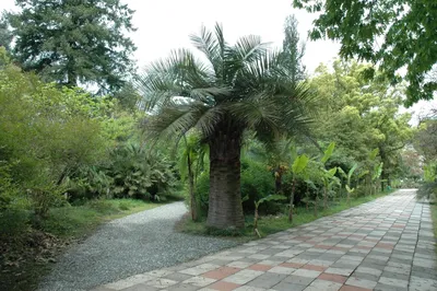 Ботанический сад Сухум. - Picture of Sukhumi Botanical Garden - Tripadvisor