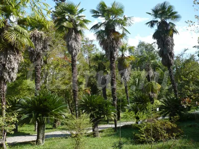 Сухумский ботанический сад» — создано в Шедевруме