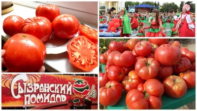 Чересчур восхваляли томаты: чем в 2022 году удивил праздник «Сызранский  помидор» – Новости Самары и Самарской области – ГТРК Самара