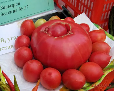 Легендарные Сызранские томаты. Обновление коллекции - 2022 - YouTube
