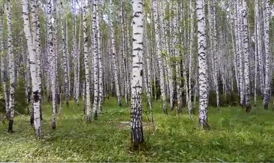 Боровое, Казахстан – все о курорте с фото и видео