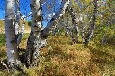 Боровое Танцующие березы. Казахстан | Nature, Tree, Plants