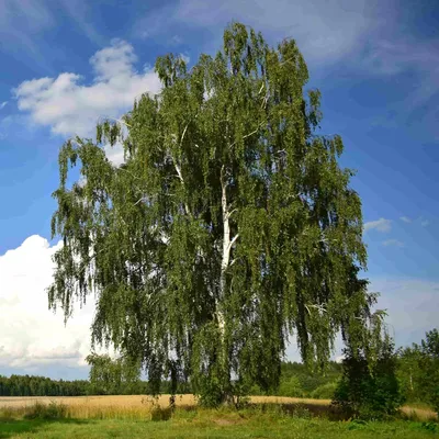 Роща танцующих берез и Иманаевский водопад (родник)