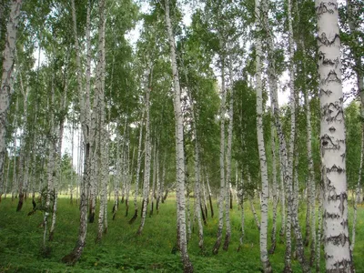 Легенды Боровое