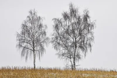 Боровое, Казахстан – все о курорте с фото и видео