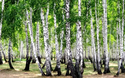 Каменное поле в Каменском районе Тульской области. Танцующие березы,  древнее святилище, загадочное место силы, которого нет на картах |  Культурные прогулки | Дзен