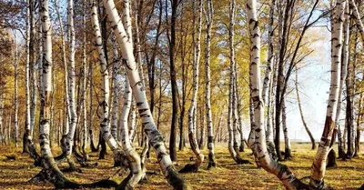 Роща танцующих берез и Иманаевский водопад (родник)