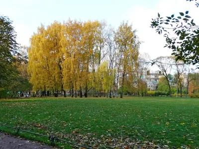 Оранжерея Таврического сада, Санкт-Петербург - «Зеленая фотозона с  тропическими растениями прямо в центре Петербурга. А еще вкусный кофе и  десерты :)» | отзывы
