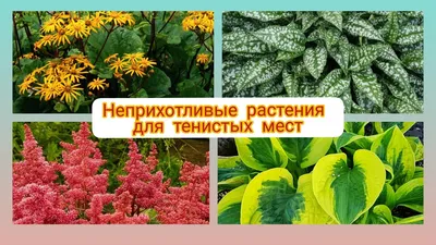 ЧТО ПОСАДИТЬ В ТЕНИ? Многолетние растения для тенистых мест. ЛУЧШИЕ  тенелюбивые цветы. - YouTube