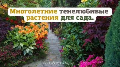 Многолетние тенелюбивые растения для сада.💐 - YouTube