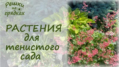 Какие растения, цветы растут в тени на даче, улице - Названия, фото