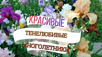 Тенелюбивые растения на даче