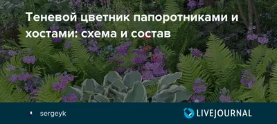 Теневой сад - Студия ландшафтного дизайна «Зеленый город»