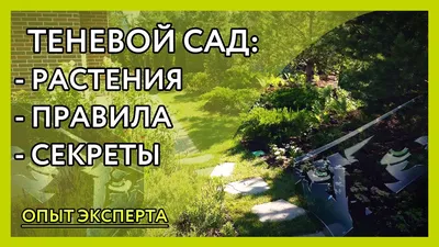 Теневой цветник | Рыжий Клён - Студия Ландшафтного дизайна в Ульяновске