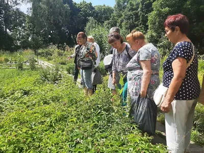 Создание теневого цветника на дачном участке