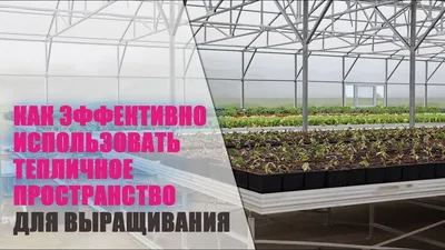 Теплица из поликарбоната СПР \"Стрелка\" 10м | agrodachnik.by