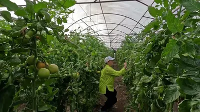 Вид С Воздуха На Фермерские Теплицы На Обширной Земле Во Время Живописного  Заката Над Морем В Турции — стоковые фотографии и другие картинки Без людей  - iStock