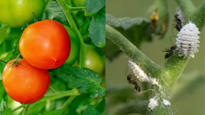 Чем обработать помидоры от тли в домашних условиях - Lifestyle 24
