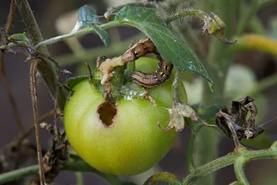 Вредители томатов: защита, борьба и обработка томатов от вредителей