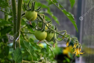 Как обезопасить помидоры от паразитирующих черных, белых и малиновых мух |  https://agro-sales.ru | Дзен
