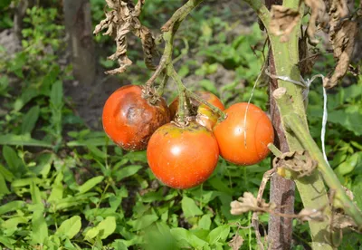 Кто жрёт листья томатов в теплице?! Или что это?... | Пикабу