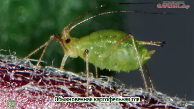 Тля на перце. Ранний метод обнаружения в домашних условиях | Пикабу