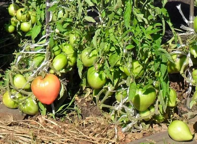 Вредители томатов и борьба с ними биопрепаратами - Biopreparaty