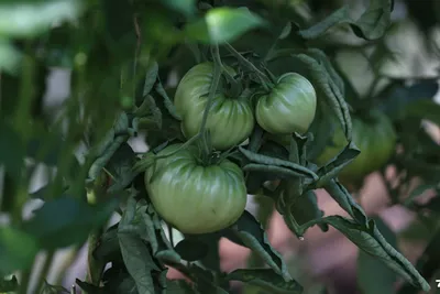 Как бороться с фитофторой на помидорах, картофеле и других растениях -  Лайфхакер