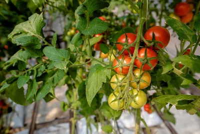 На помидорах черные мошки: чем обработать в открытом грунте во время  цветения
