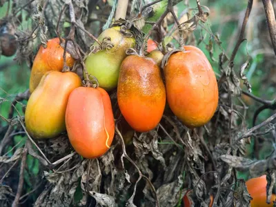 Почему желтеют помидоры и как этого не допустить - видео | Новости РБК  Украина