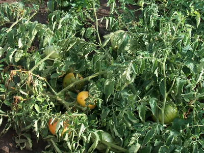 В сельском поселении под Волгоградом урожаю помидоров угрожают вредители -  KP.RU