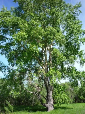 Тополь бальзамический \"Populus balsamifera\" купить по цене 4500 рублей от  питомника саженцев и растений Центросад | Фото и консультация по уходу