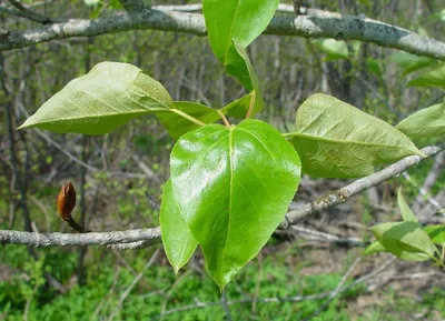 Купить саженцы Тополь бальзамический (Populus balsamifera) в Москве по цене  665 р. с доставкой в Подмосковье