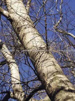 Тополь бальзамический, Рopulus balsamifera