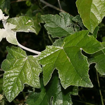 Тополь белый (Populus alba) купить в питомнике Зеленый Максимум