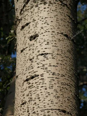 Тополь черный / Poplar / Populus nigra #3 - Деревья - 3D модель