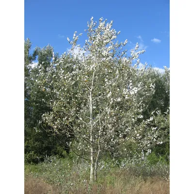 Тополь бальзамический, купить, Populus balsamifera, Крупномеры Купить  растения в Ростове-на-Дону, Интернет-магазин, питомник растений, хвойные и  лиственные, уличные, плодовые и декоративные деревья и кустарники,  растения, цветы, саженцы винограда ...