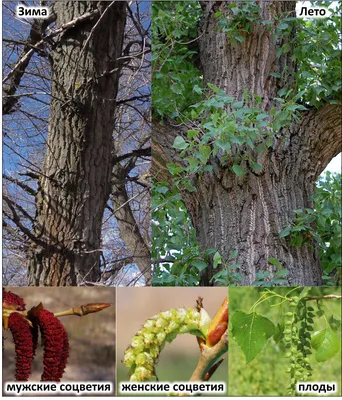 Тополь черный, populus nigra