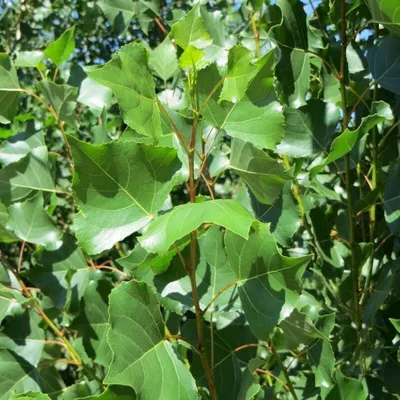 Тополь черный, populus nigra