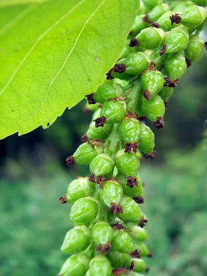 Populus nigra L., Тополь чёрный (World flora) - Pl@ntNet identify