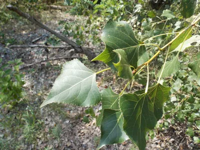 MW0817156, Populus nigra (Тополь черный, Осокорь), specimen