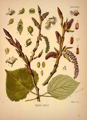 Тополь чёрный (Populus nigra) - PictureThis