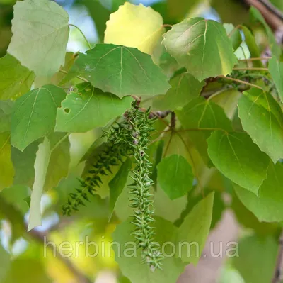 Тополь черный, populus nigra