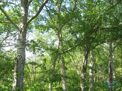 MW0817157, Populus nigra (Тополь черный, Осокорь), specimen